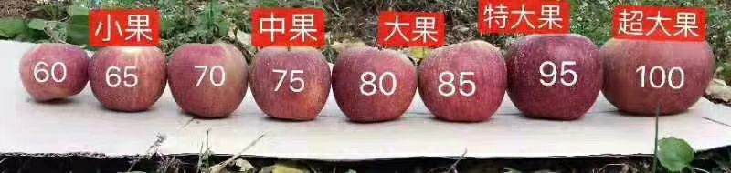 盐源丑苹果冰糖心果园采摘包邮支持产地代办一件代发