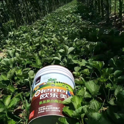 郑州冲施肥 多元鳌合桶肥