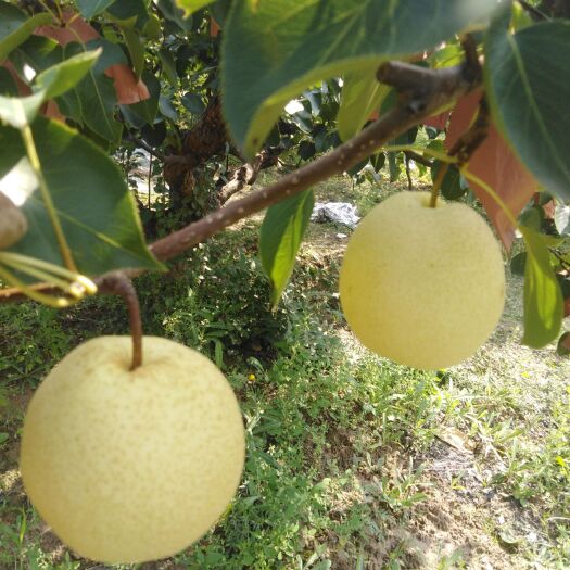 隰县酥梨   汁多，皮薄，糖份大采自中国金梨之乡