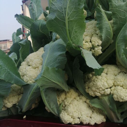 通许县松花菜 ，诚信第一，以质量求生存