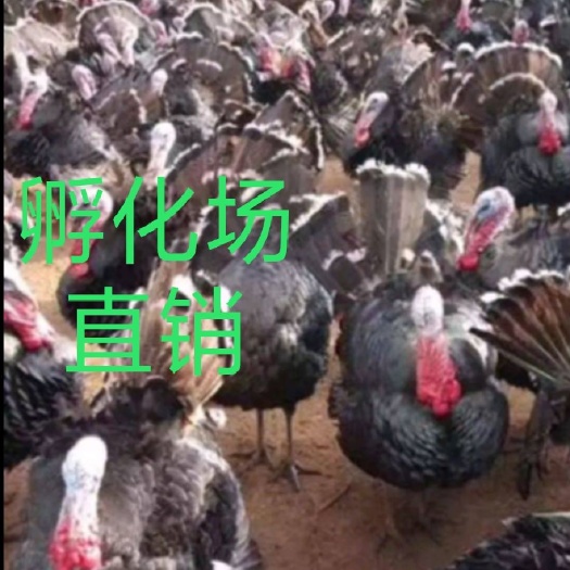 南宁 青铜火鸡苗  贝蒂娜火鸡 尼古拉火鸡苗包疫苗 诚信经营假一