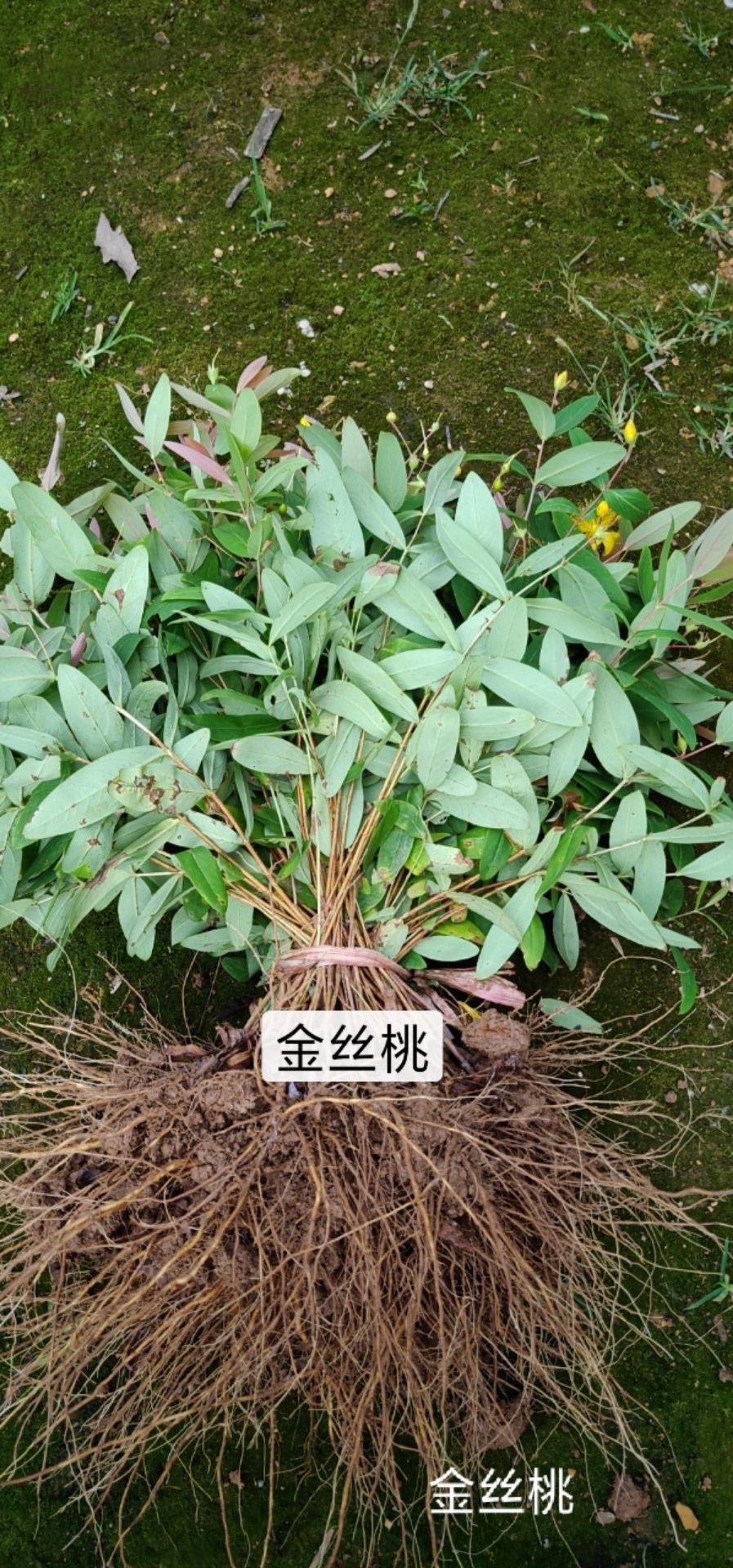 八角金盘苗 桃叶珊瑚，满天星，龟甲冬青等各种小苗