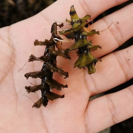 麦黄草种子菹草石芽沮草低温草小龙虾螃蟹鱼水草批发