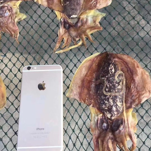 阳江 墨鱼干，约12头一斤。