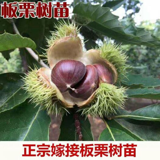 平邑县 板栗树苗嫁接大红袍板栗树苗南方北方种植树苗