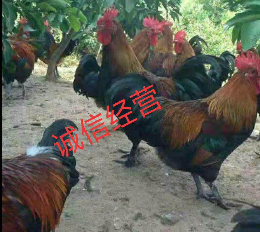  瑶鸡苗 红瑶鸡苗出壳疫苗包活到家，母苗3斤半，公苗4-5斤