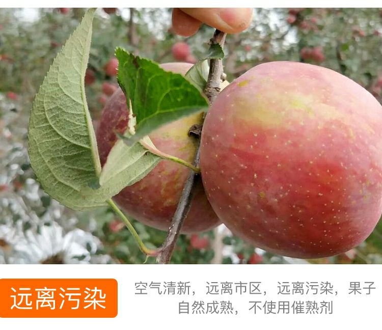 盐源丑苹果冰糖心果园采摘包邮支持产地代办一件代发