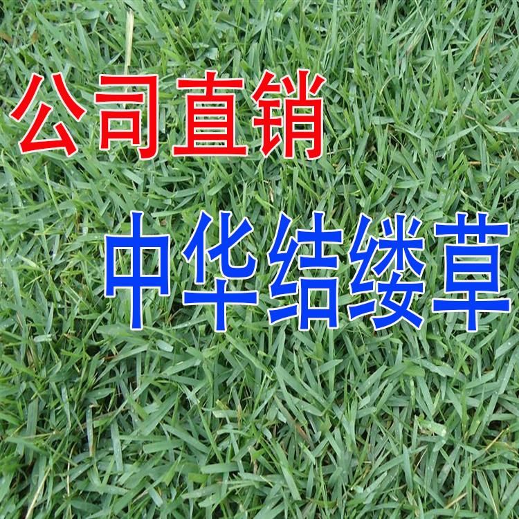 沭阳县2号草坪种子细叶结缕草种子矮生四季青草种 优质草籽