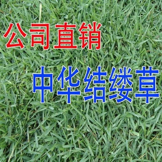 2号草坪种子细叶结缕草种子矮生四季青草种 优质草籽