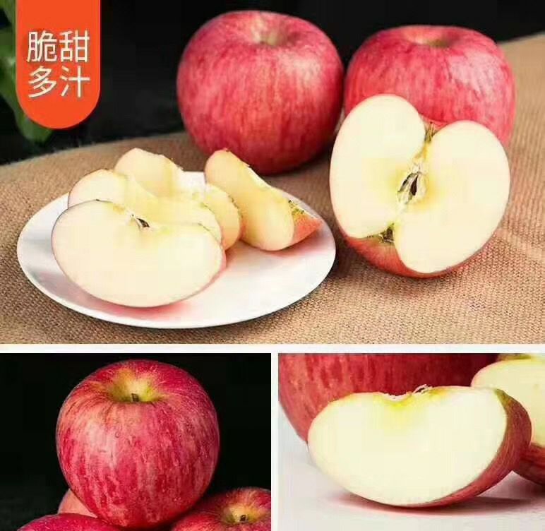  洛川苹果，自家果园，现摘现卖