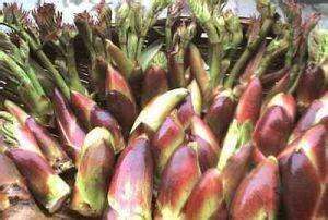 石柱苦老芽 野菜之王