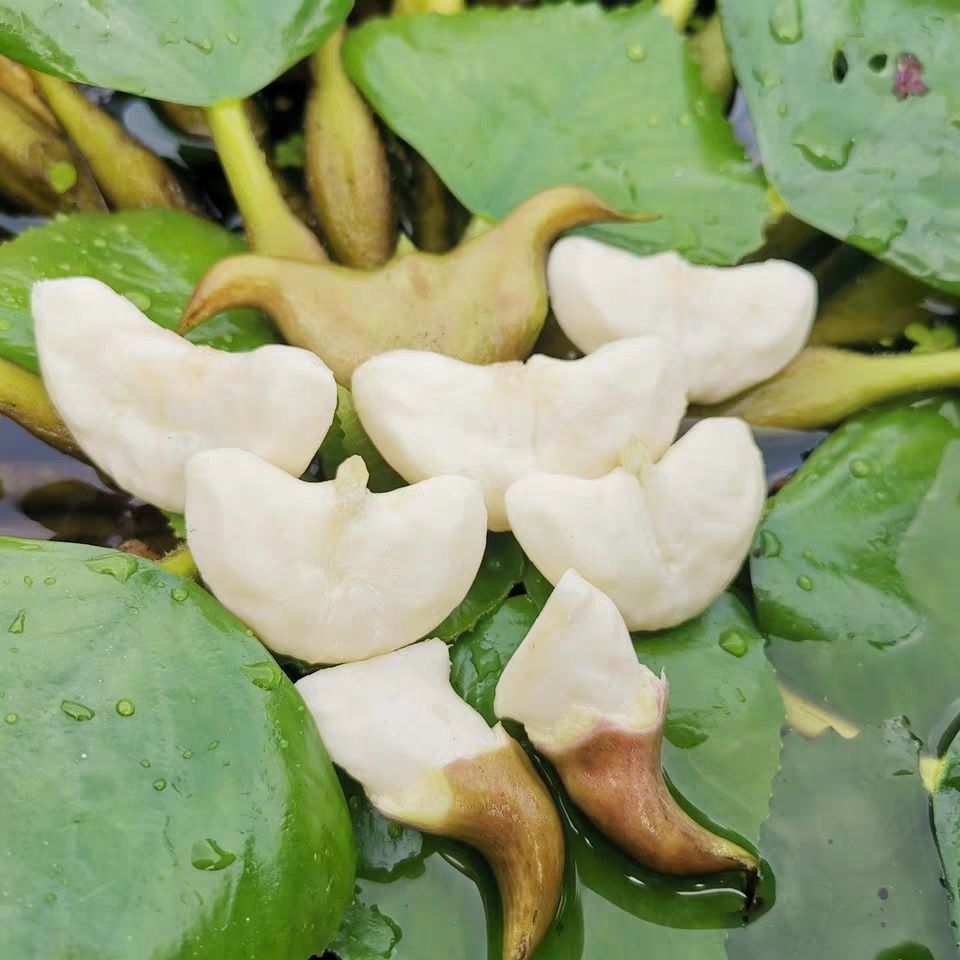 高产菱角种子菱角苗水生植物青菱角红菱角老菱角