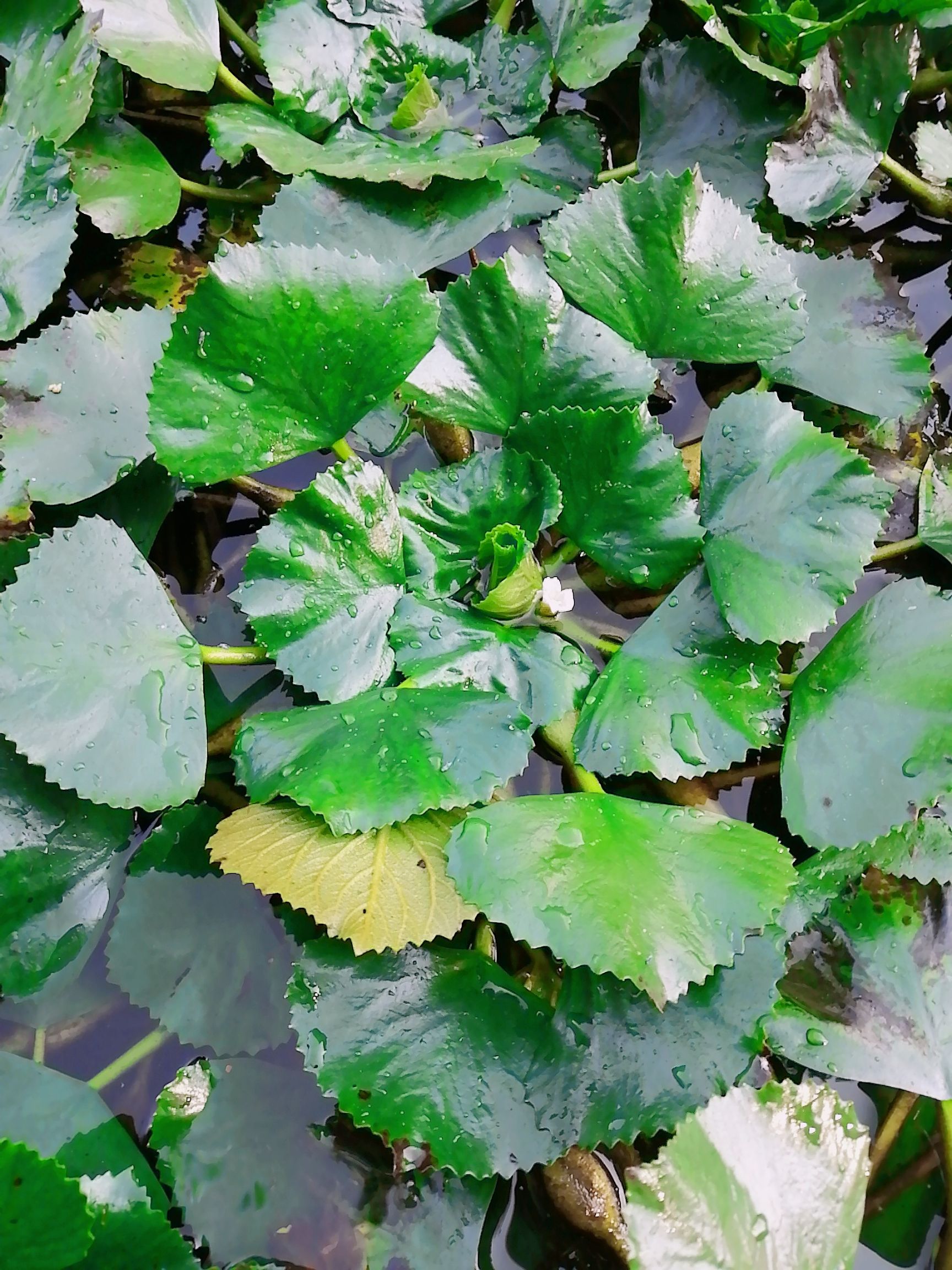 高产菱角种子菱角苗水生植物青菱角红菱角老菱角