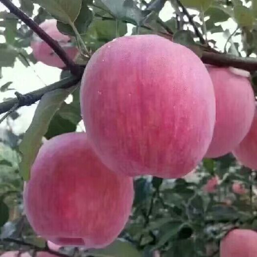 红富士苹果 条纹