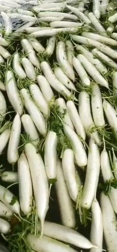 寻甸县 精品萝卜