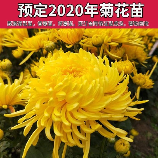 歙县金丝皇菊苗，婺源皇菊苗，贡菊苗基地直供，菊花苗
