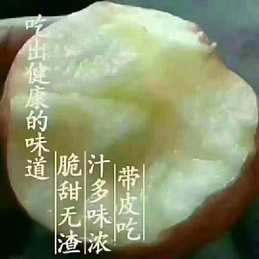  洛川苹果，自家果园，现摘现卖