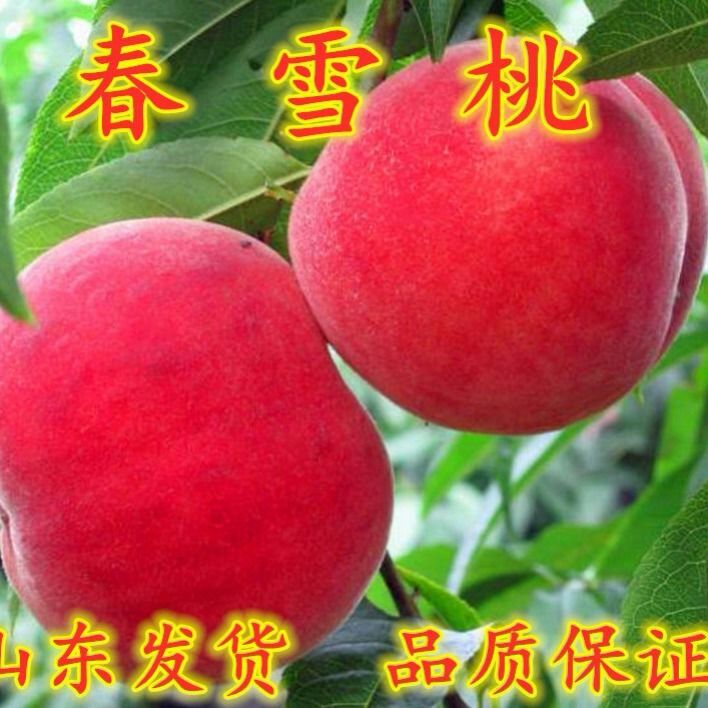  桃树苗血桃黑桃黄桃早熟晚熟嫁接桃苗南方北方种植果树苗