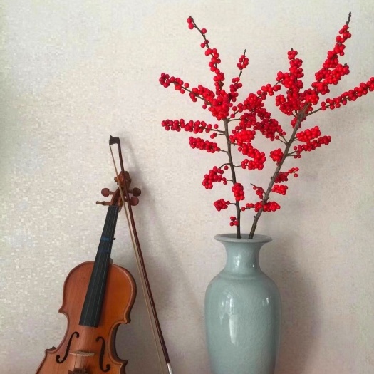 丹东北美冬青 花店热销，中国红插花
