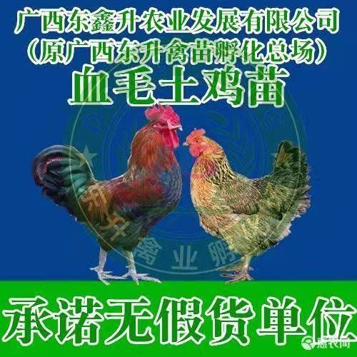 南宁 瑶鸡苗～～承诺无假货单位