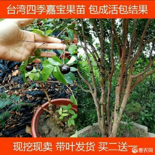 灵山县 嘉宝果树苗树葡萄苗树葡萄四季早生嘉宝果艾斯卡嘉宝果树