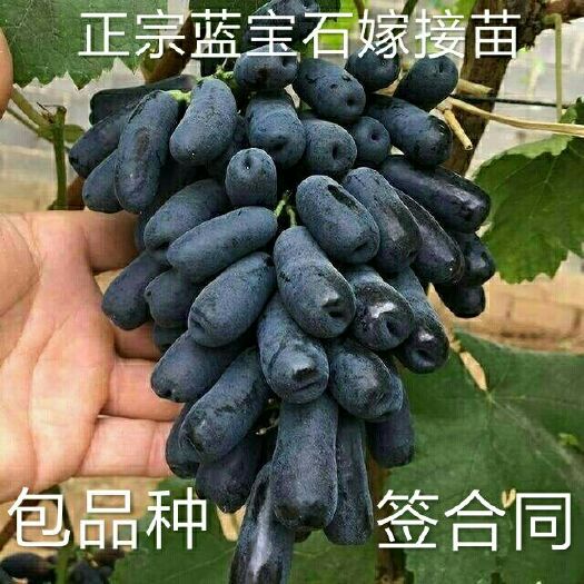 平邑县甜蜜蓝宝石葡萄苗，当年结果 全国包邮 提供技术指导