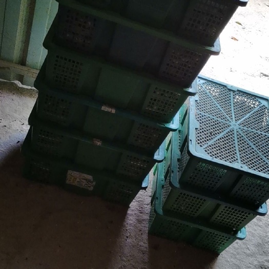 博罗县 鹌鹑蛋