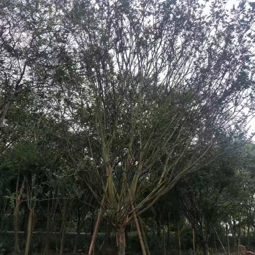 成都 紫薇