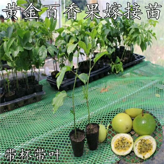 灵山县黄金百香果苗 黄金百香果
