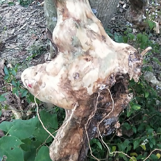 河池宫粉紫荆树 大量供货。
