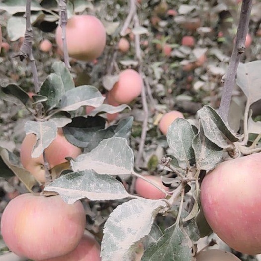 泽普县静宁苹果 独特的气候条件形成独特的风味瓜果香甜可口