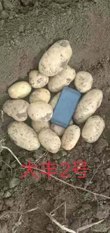 康保县 河北新鲜蔬菜土豆马铃薯大丰2号