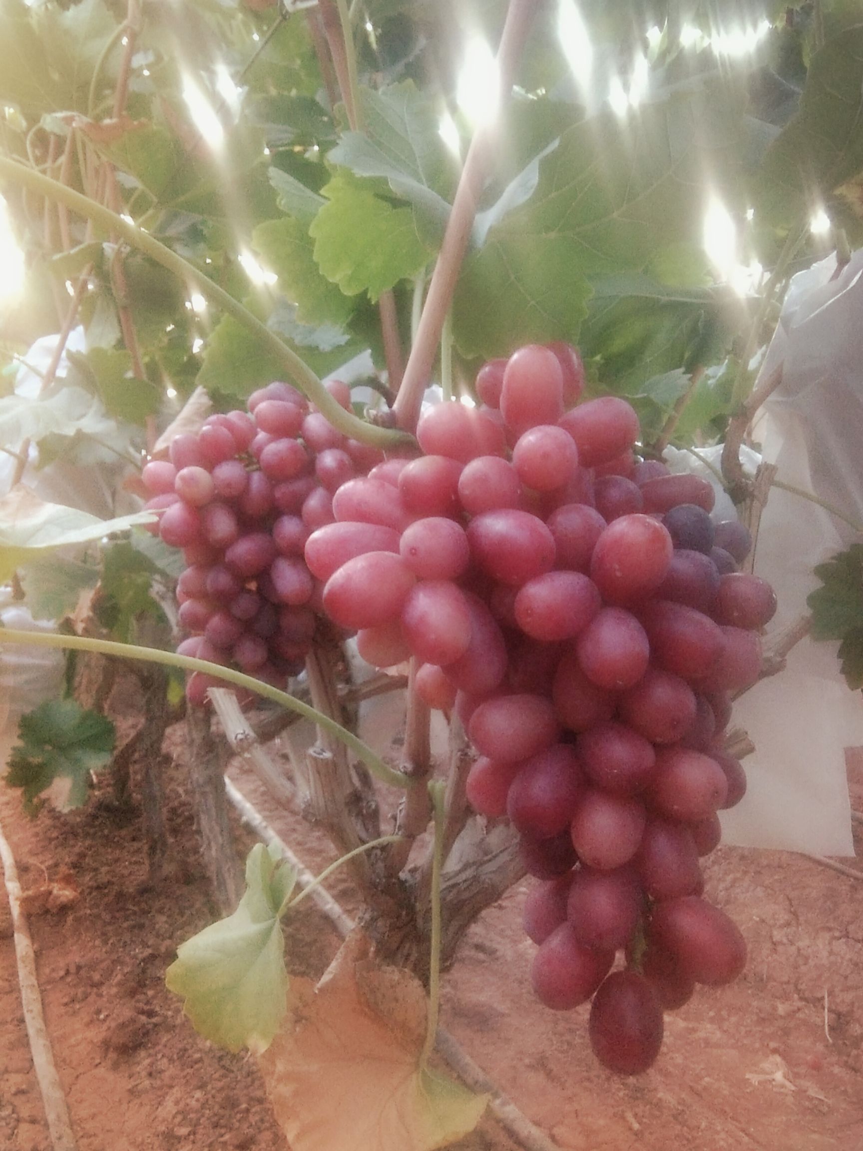  纯正本地大粒葡萄! 营养丰富! 酸甜可口! 满足了你的需求