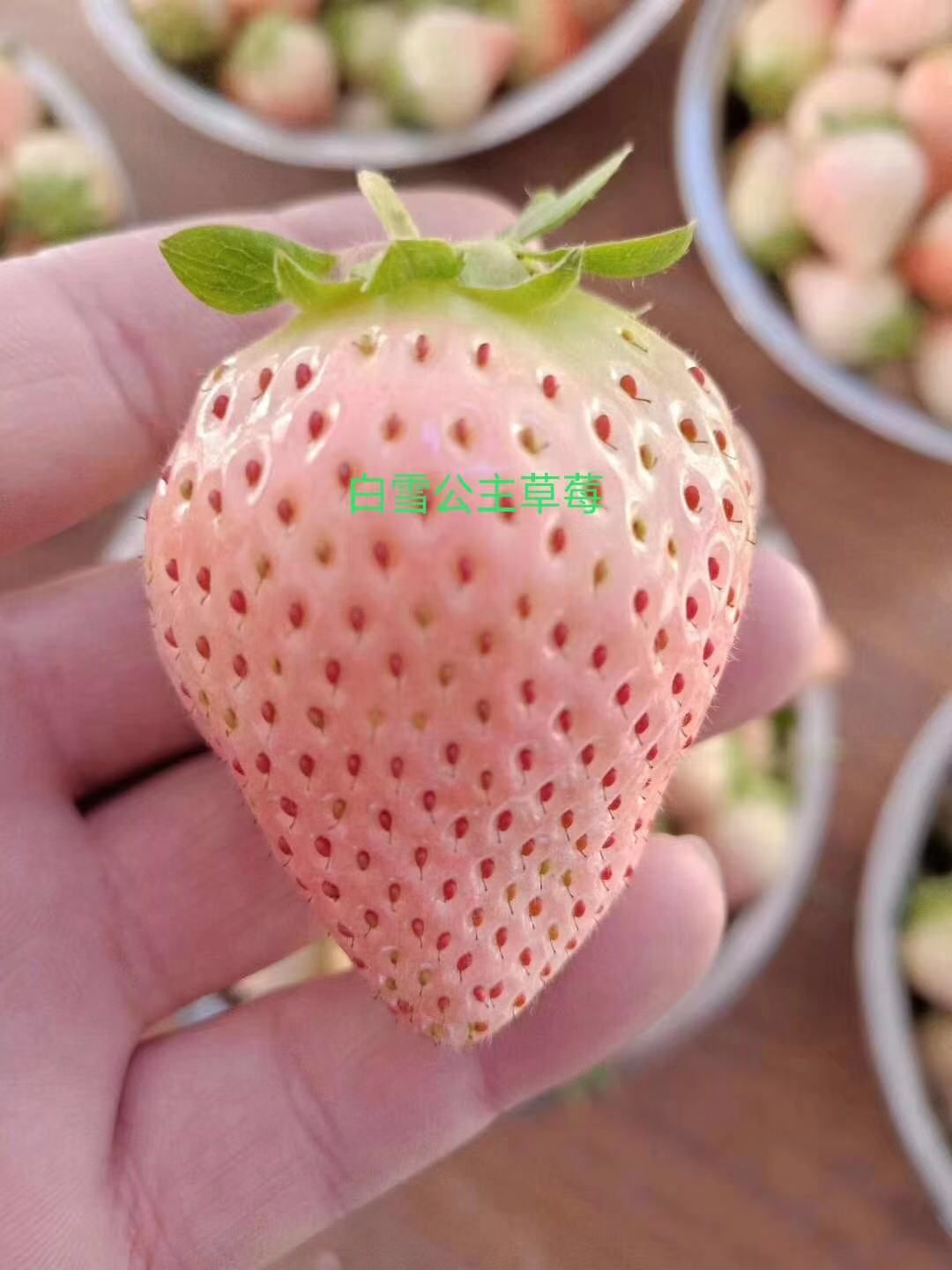  白草莓苗成活率高