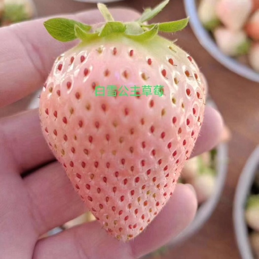 泰安 白草莓苗成活率高
