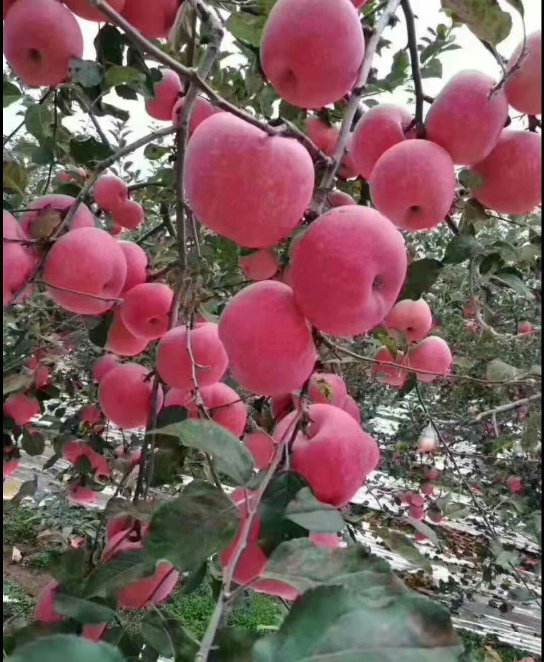  天然绿色苹果