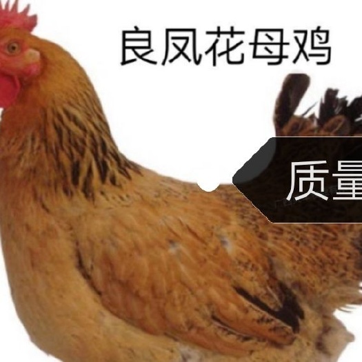 南宁 良凤花鸡苗（金陵花鸡苗），良凤花大种肉鸡苗