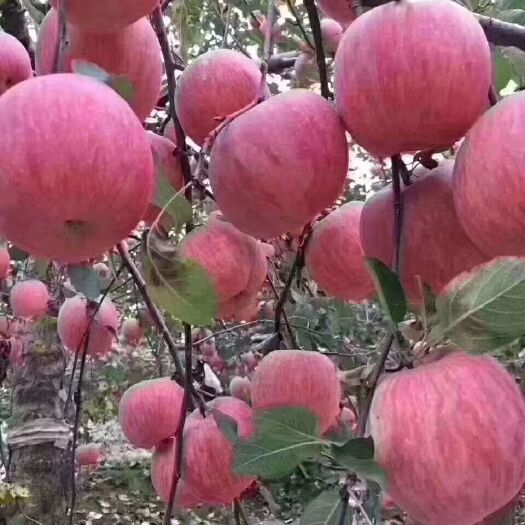 白水县盐源苹果 红富士上架