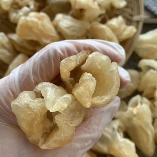 湛江花胶 大石斑胶💰胶身厚度好，胶质多，天然