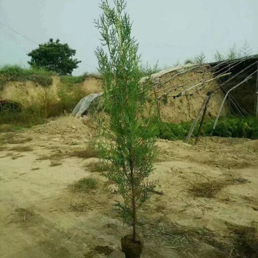 绛县侧柏苗 侧柏杯苗，定植侧柏，70-180cm