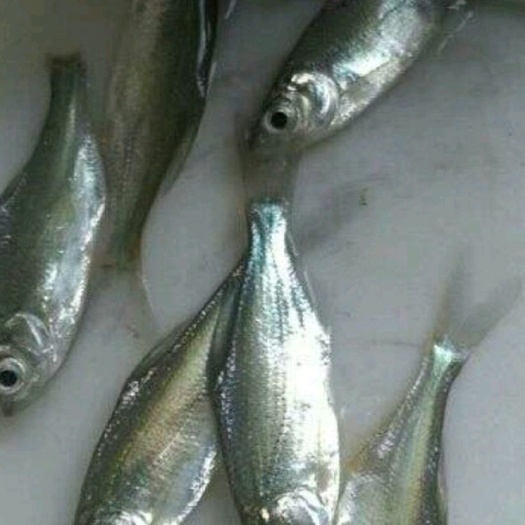 广州三角鲂鱼苗  三角鲂，沙边，武昌鱼大量出售
