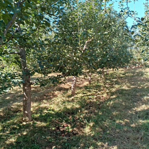 朝阳县寒富苹果树苗 处理苹果树