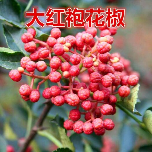 平邑县 花椒苗大红袍青花椒南北方种植盆栽地栽当年结果花椒树苗