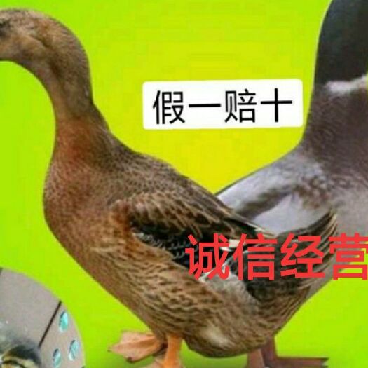 南宁 合浦麻鸭苗  包打疫苗包运输成活，诚信经营，假一赔十