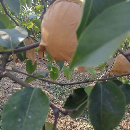 蒲城县 蒲城酥梨大量供应