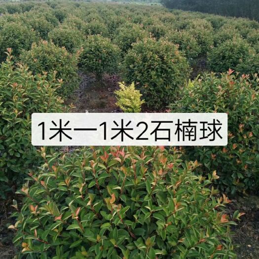 浏阳市 红叶石楠
