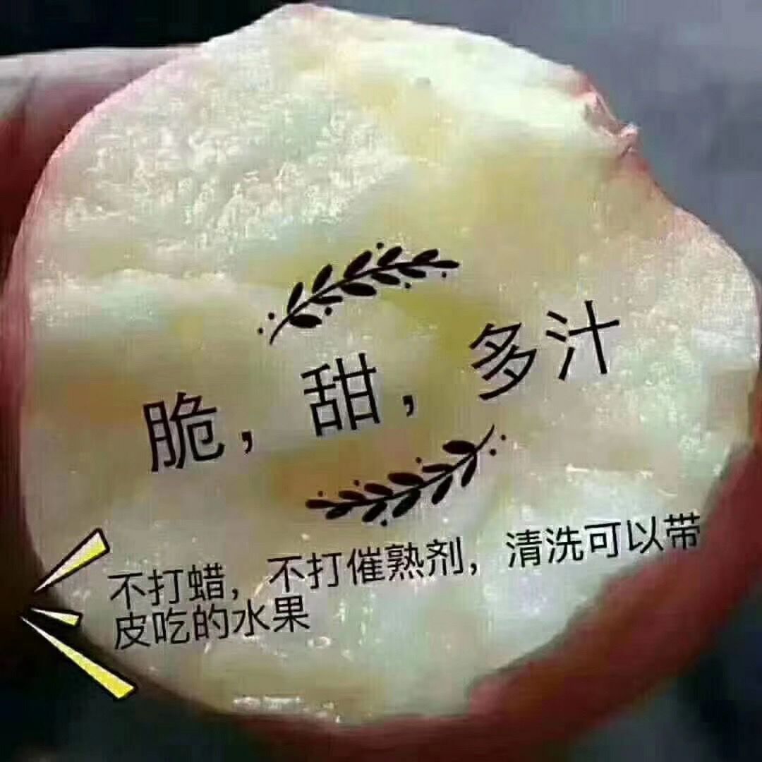  洛川苹果，自家果园，现摘现卖