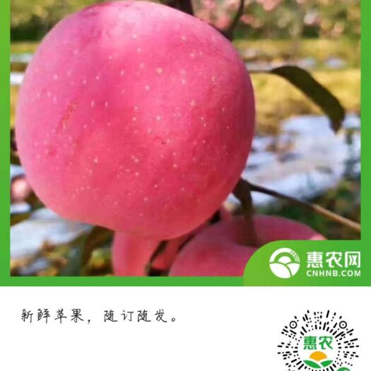 洛川县高原红苹果 黄土高原有机富士红了。家人食用，走亲访友贴心水果。