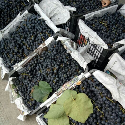 南宁 新鲜泡酒用葡萄，饮料型，已过漏好，越保存越清澈！