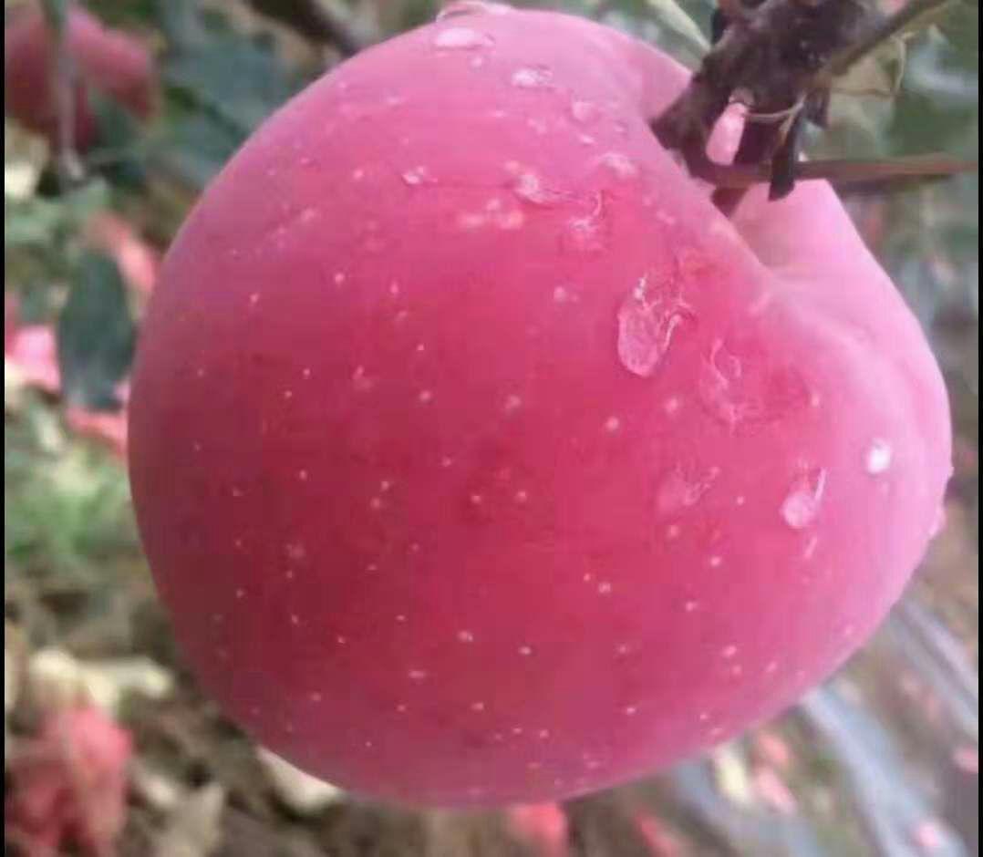  天然绿色苹果